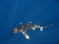   Oceanic White Tip sunlit blue  